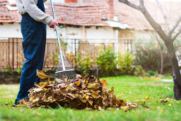 man collecting fallen autumn leaves in the home yard
